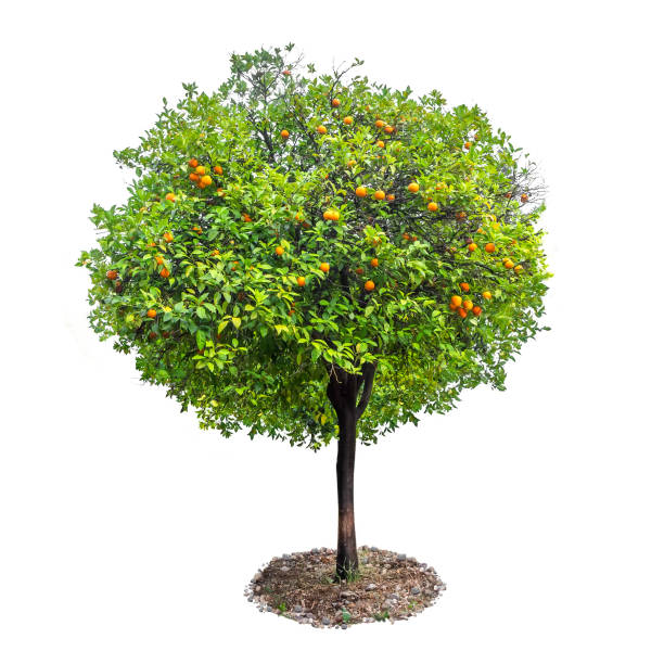 istock Orange tree with fruits isolated on white background 846827960
