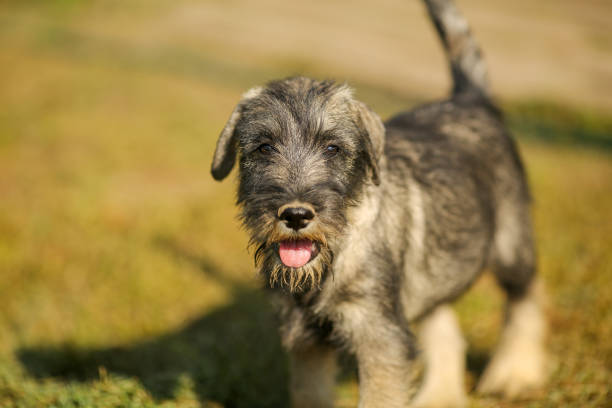 cucciolo di schnauzer che corre fuori su un campo di erba verde - giant schnauzer foto e immagini stock