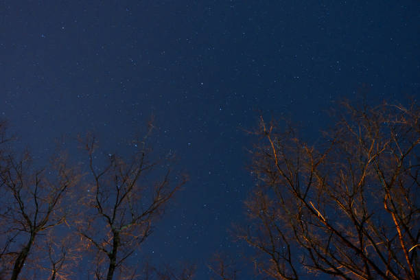 istock beautiful night sky, the Milky Way and the trees 846832382