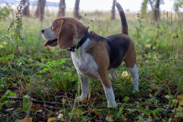 istock Beagle dog walking in the autumn forest 846838068