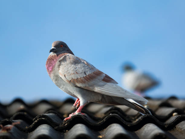 istock beautiful grey pigeon on roof 846838454