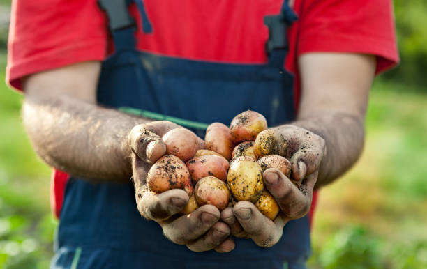 kartoffel in händen der gärtner abgeholt - root vegetable picking monoculture nutrient stock-fotos und bilder