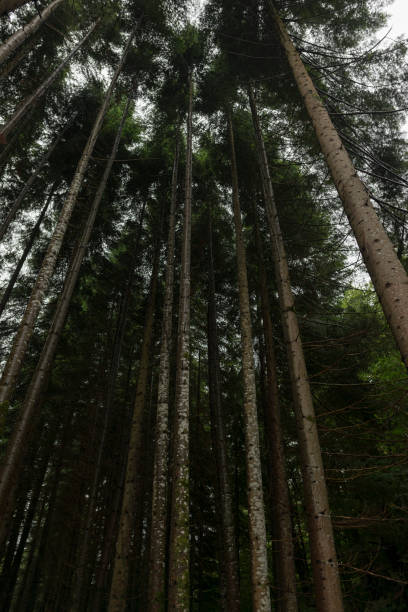 istock Forest in Irati jungle in Navarra, Spain 846841800
