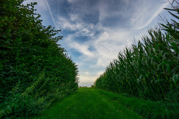 Way through high grown corn fields at harvest time in autumn at dawn