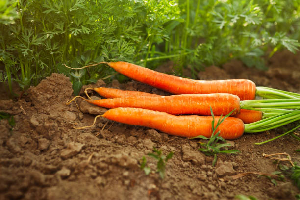 frische karotten im garten - root vegetable picking monoculture nutrient stock-fotos und bilder