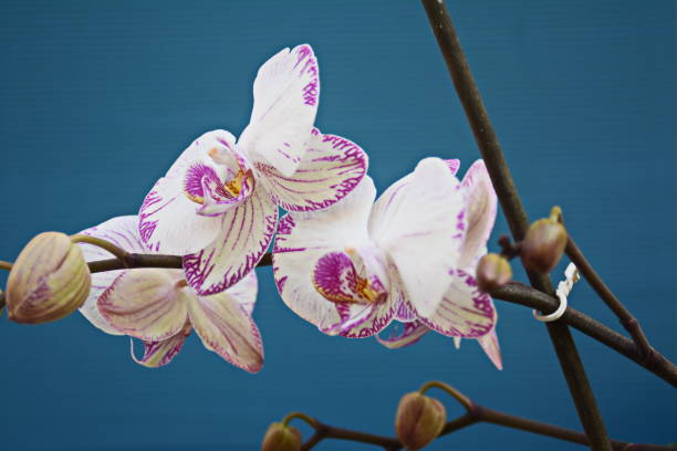 istock Beautiful Phalaenopsis Orchid 846842994