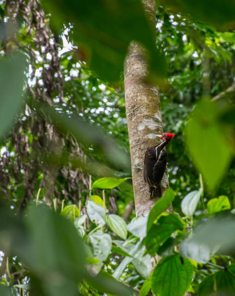 istock Pale-billed woodpecker bird in a tree in Corcovado 846846342