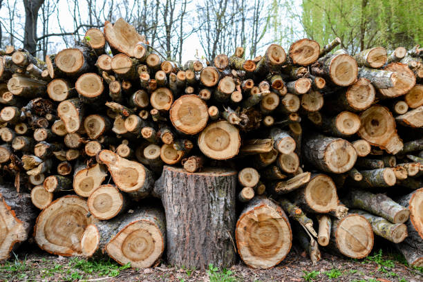 istock Stacked Wood Logs With Pine Trees 846846964
