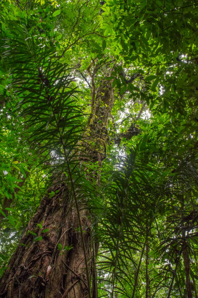 istock Old tree in Corcovado forest national park 846847076