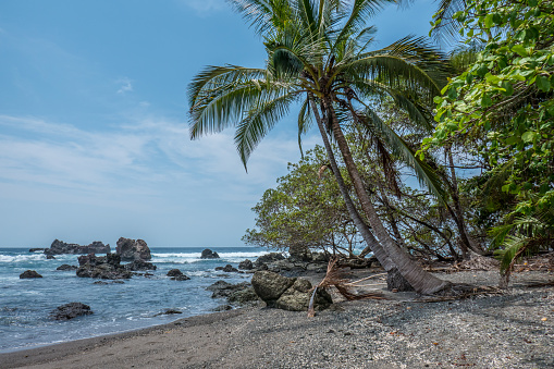 Palm trees near the beach in San Pedrillo, Costa Rica
