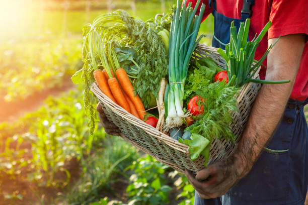 istock Farmer holding wicker basket with vegetables 846851734
