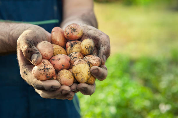 hände mit frische kartoffel - root vegetable picking monoculture nutrient stock-fotos und bilder