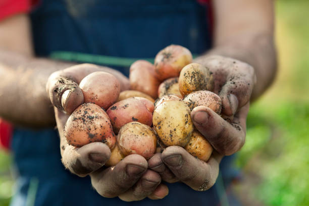 kartoffel in händen eines landwirts - root vegetable picking monoculture nutrient stock-fotos und bilder