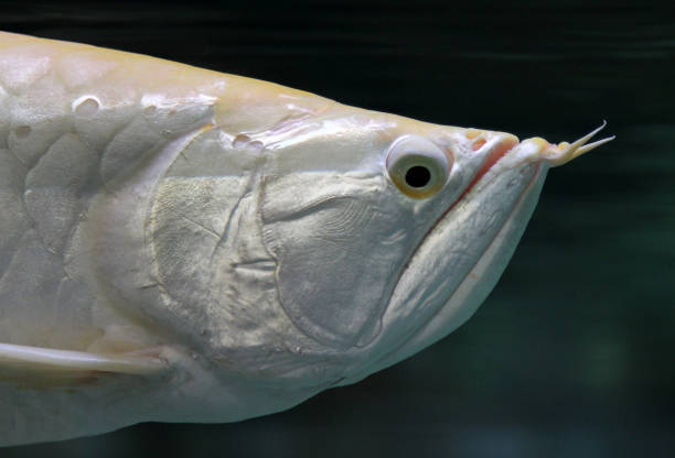 istock Portrait of silver arowana fish (Osteoglossum bicirrhosum) 846859732