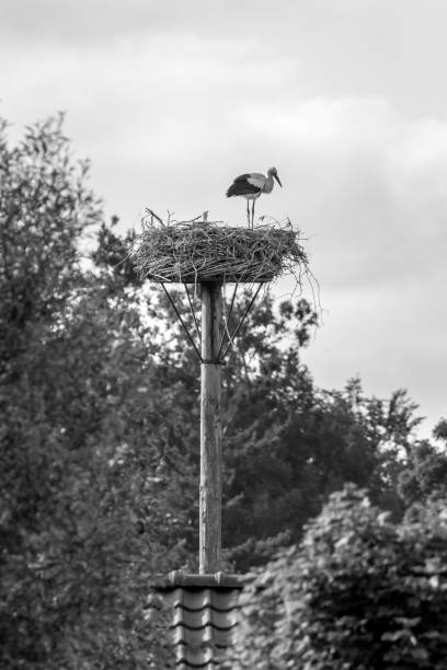 istock stork on a nest in black and white 846860298