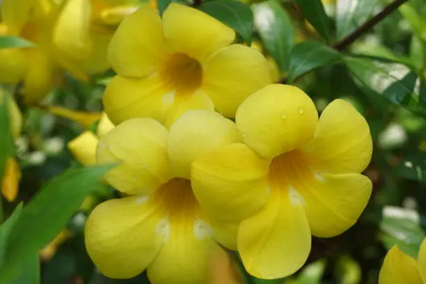 A Group of Yellow Alamanda Flowers