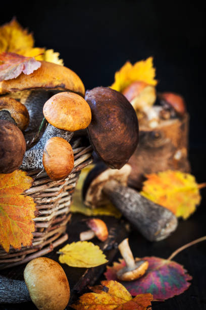 istock Autumnal wild forest edible mushrooms 846860948