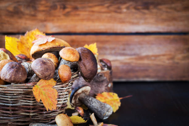 istock Autumnal wild forest edible mushrooms 846860952