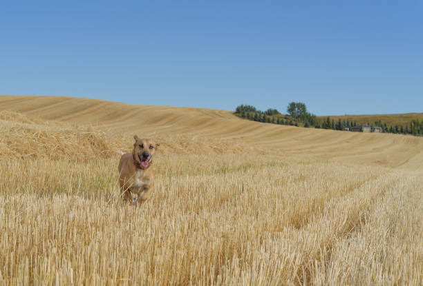 Dog running joyfully towards camera stock photo