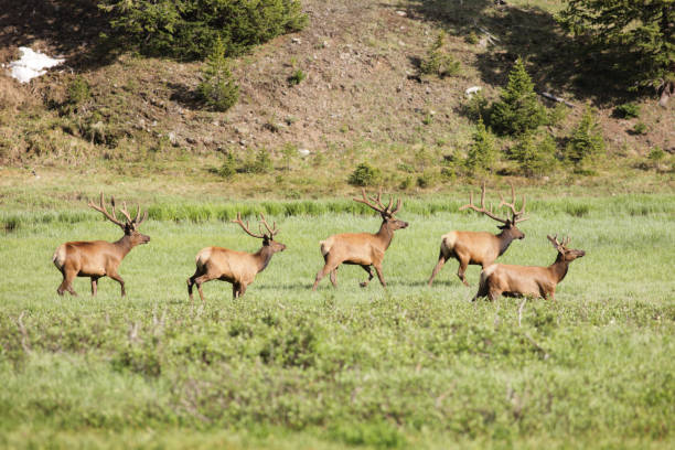 istock Five Bull Elk Cervus canadensis Trotting 846868200