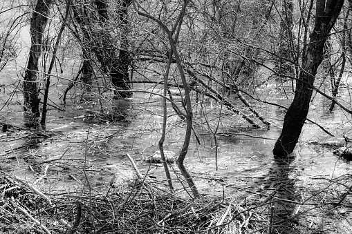 trees in the marsh in black and white