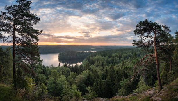 Scenic view with lake and sunset at summer morning in National Park Aulanko, Hämeenlinna, Finland Scenic view with lake and sunset at summer morning in National Park Aulanko, Hämeenlinna, Finland coniferous tree stock pictures, royalty-free photos & images
