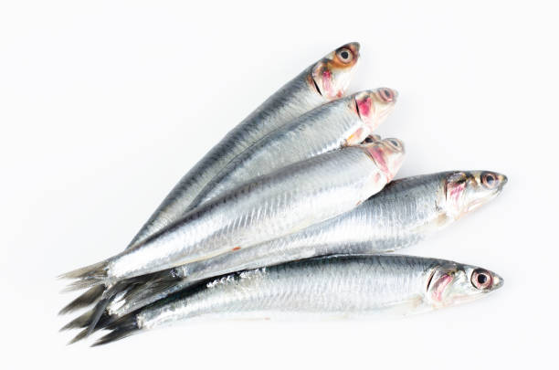 istock Anchovies on white background. 846887634