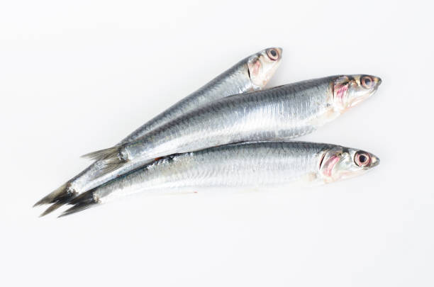 istock Anchovies on white background. 846887648