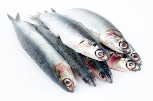 istock Anchovies on white background. 846887670
