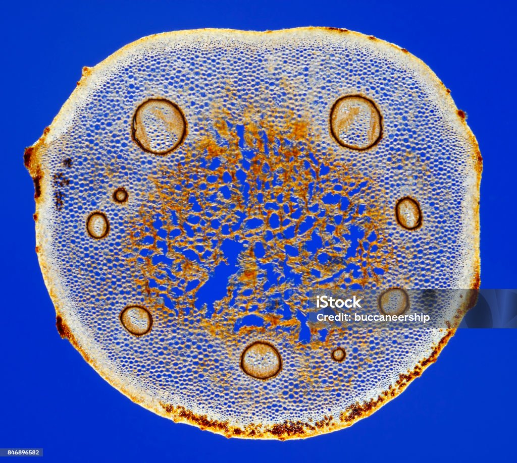 Microscopic view of Male fern (Dryopteris filix-mas) frond stem cross section Rheinberg illumination. Anatomy Stock Photo