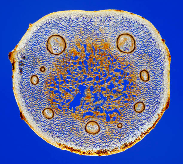 Microscopic view of Male fern (Dryopteris filix-mas) frond stem cross section Rheinberg illumination. rheinberg illumination stock pictures, royalty-free photos & images