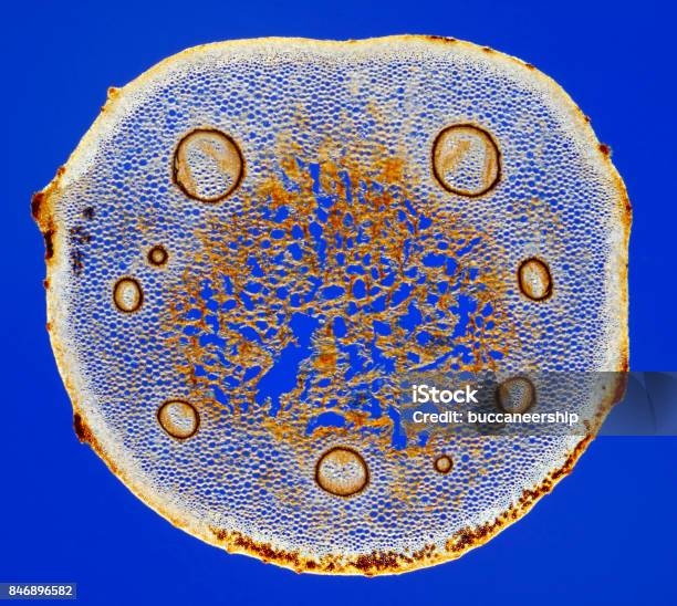 Microscopic View Of Male Fern Frond Stem Cross Section Stock Photo - Download Image Now