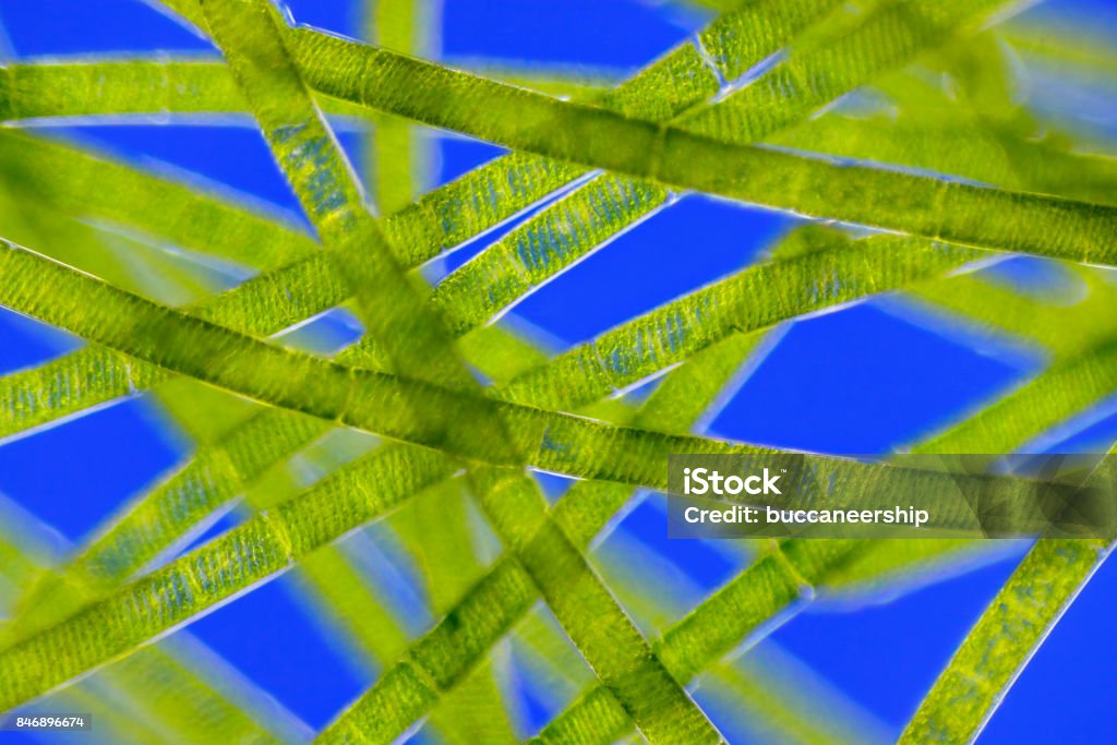 Microscopic view of green algae (Spirogyra) Rheinberg illumination. Spirogyra Stock Photo