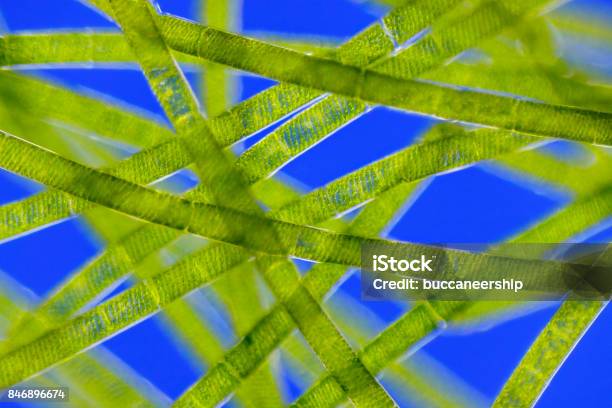 Microscopic View Of Green Algae Stock Photo - Download Image Now - Spirogyra, Algae, Backgrounds