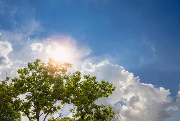 Green leaves, blue sky with sun and clouds