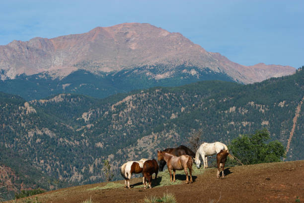 Horses Grazing Below Pike's Peak Group of horses eating hay with Pike's Peak in the background. foothills parkway photos stock pictures, royalty-free photos & images