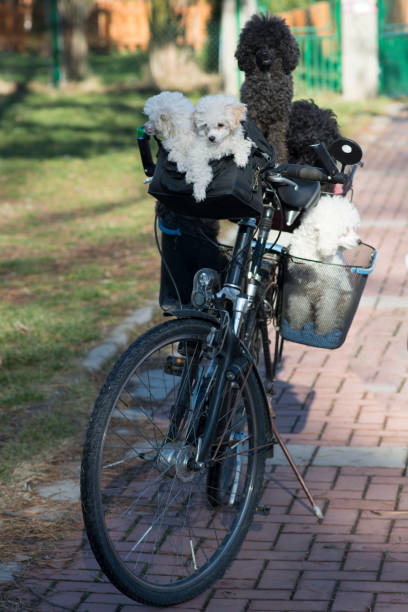 istock Small dogs walking in a bicycle 846911246