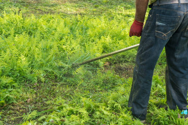 istock The gardener cutting grass by lawn mower 846914974