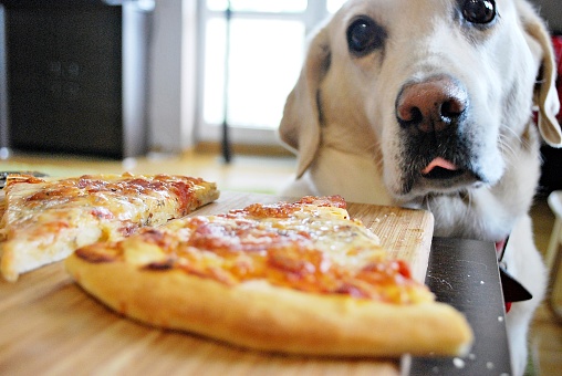 little dog looking at delicious pizza and licking his chops isolated