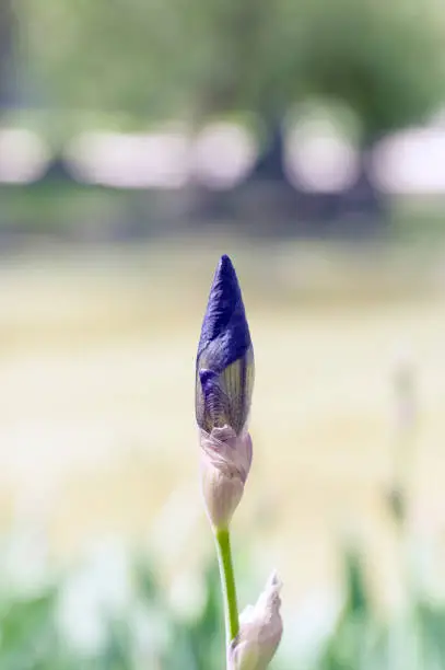 fleur de lys flowerbud in the park in springtime