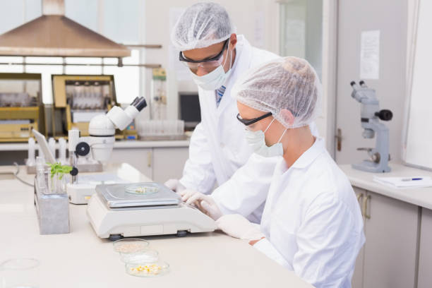 istock Scientists weighing corn in petri dish 846923026