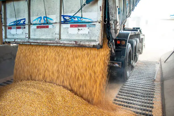 Truck makes a corn dump at an animal feed factory in Santa Catarina State