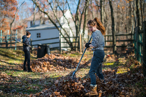 Two teenager girls cleaning the backyard from fallen leaves at fall. Allbrightsvill, Poconos, Pennsylvania