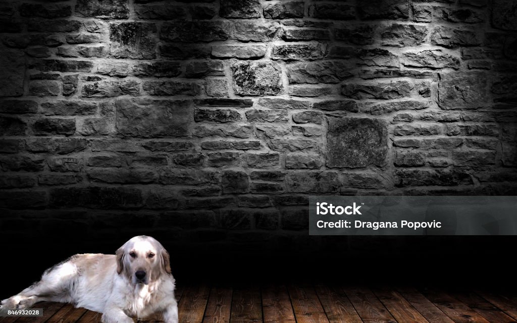 Best friend Man's best friend Animal Stock Photo