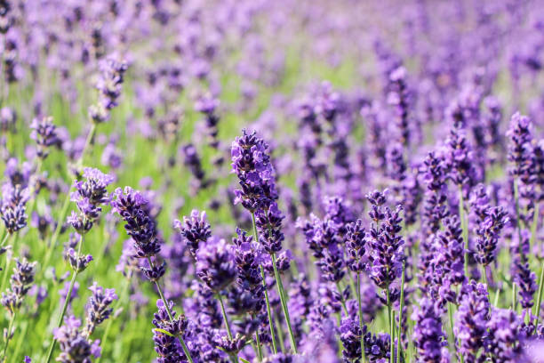 istock purple blooming lavender flower bushes 846933136