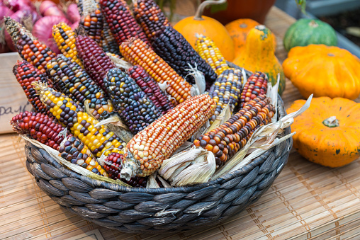 colorful Indian corn in a basket