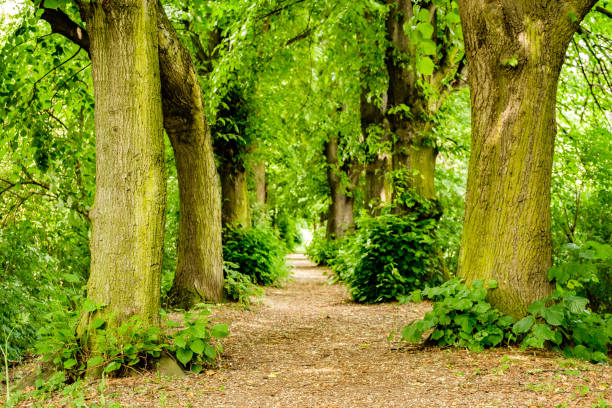 istock Footpath between trees in the forest near Koblenz, Germany. 846935490