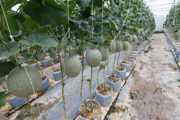 istock The melon is ripe with trees. 846939998