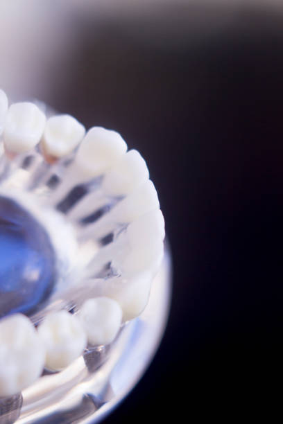 istock Dentists tooth plastic model used for teaching, learning and patient consultations in dental office showing teeth and gums. 846945382