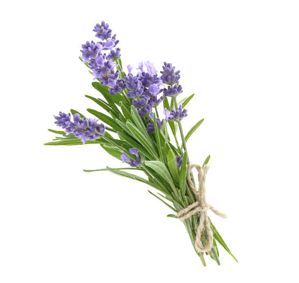 istock Bunch of lavender flowers isolated on a white 846945422